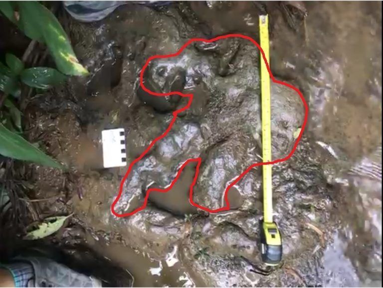 Lee más sobre el artículo Las icnitas de Oiba, tras la pista del primer reporte de huellas de dinosaurios en Suramérica