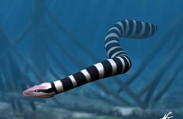 Una segunda serpiente gigante en la Fm Cerrejón: Explorando la diversidad de las Palaeophiidae