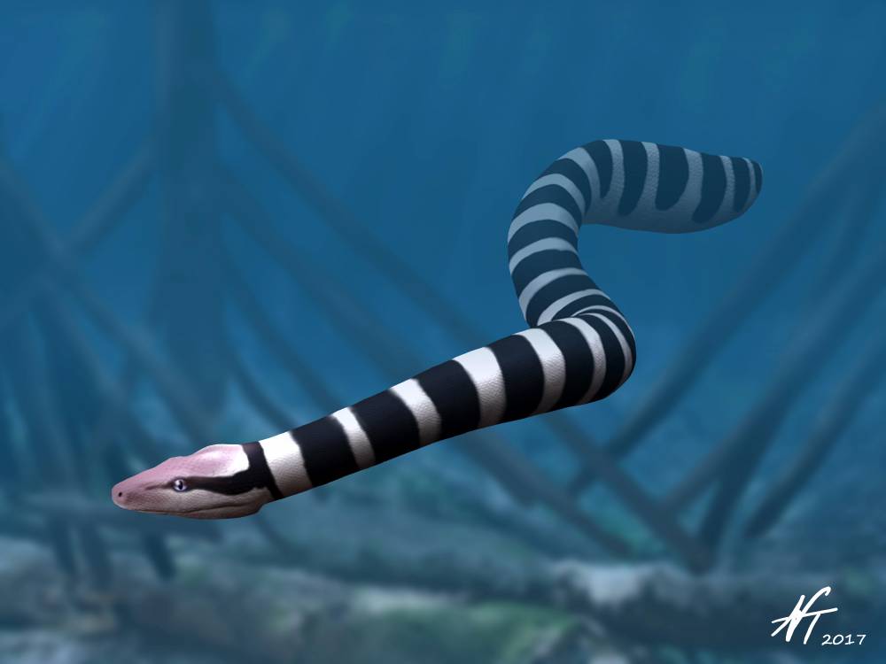 En este momento estás viendo Una segunda serpiente gigante en la Fm Cerrejón: Explorando la diversidad de las Palaeophiidae