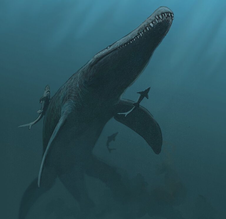 Lee más sobre el artículo <i>Monquirasaurus</i>, descifrando al gran pliosaurio del Aptiano de Colombia