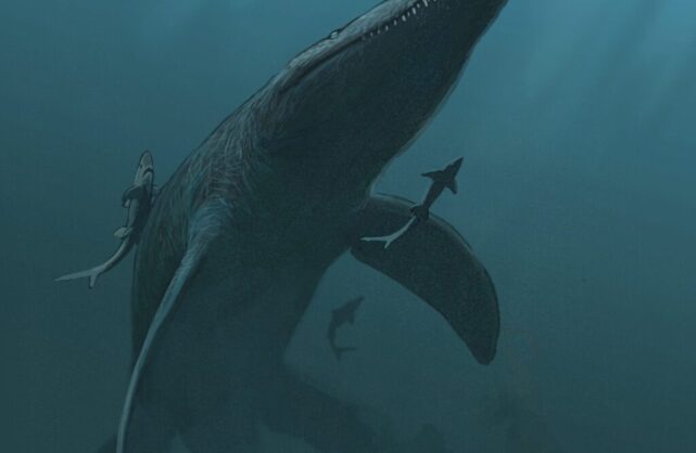 Monquirasaurus, descifrando al gran pliosaurio del Aptiano de Colombia