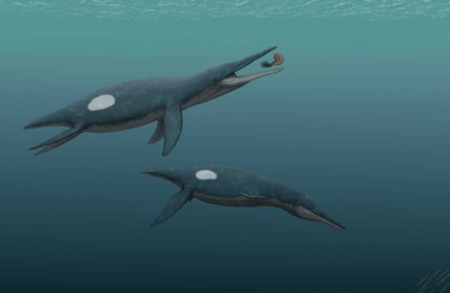Stenorhynchosaurus, el pliosaurio de «rostro alargado y estrecho»