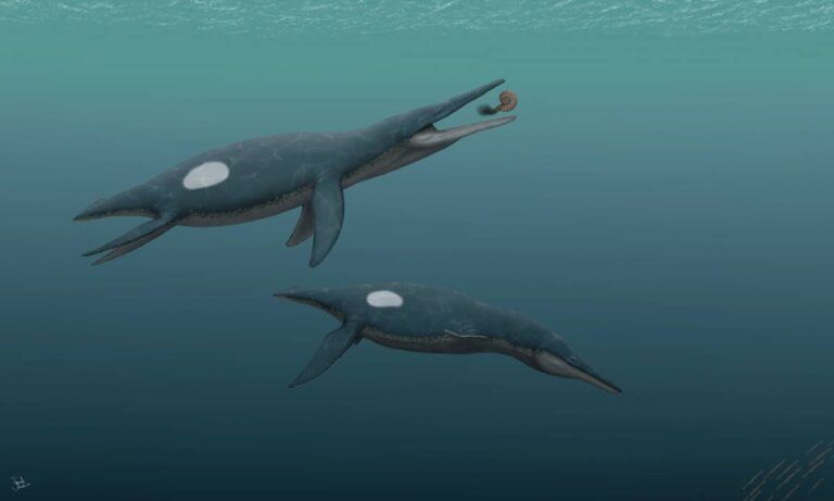 Lee más sobre el artículo <i>Stenorhynchosaurus</i>, el pliosaurio de «rostro alargado y estrecho»