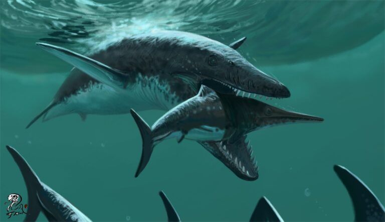 Lee más sobre el artículo <i>Sachicasaurus</i>, el superdepredador de los ecosistemas marinos de hace 125 millones de años