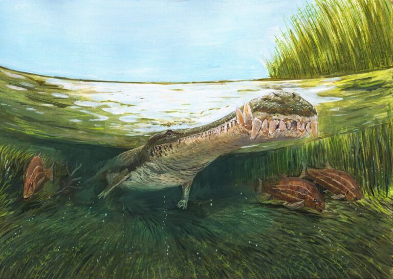 Lee más sobre el artículo Cocodrilomorfos marinos en el Cretácico temprano de Colombia