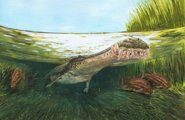 Cocodrilomorfos marinos en el Cretácico temprano de Colombia