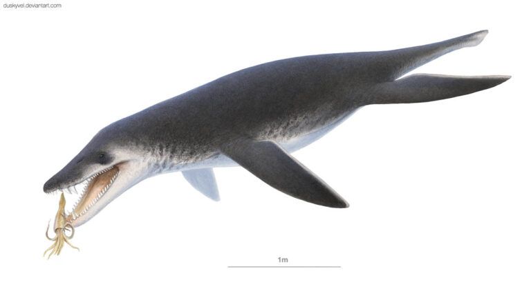 Lee más sobre el artículo <i>Acostasaurus</i> un pliosaurio «atípico» excepcionalmente conservado