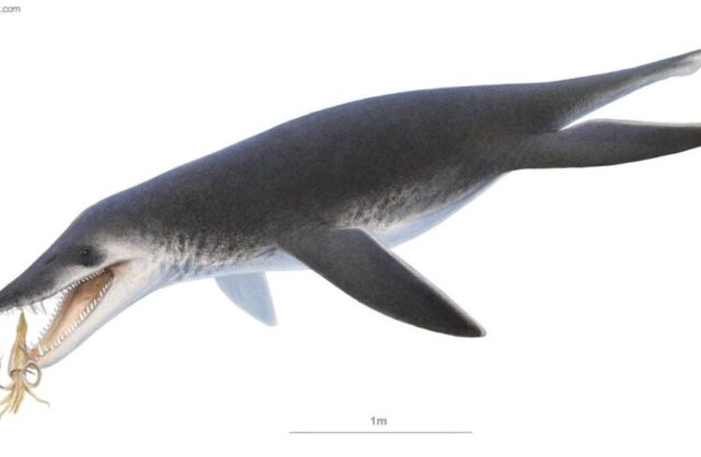 Acostasaurus un pliosaurio «atípico» excepcionalmente conservado