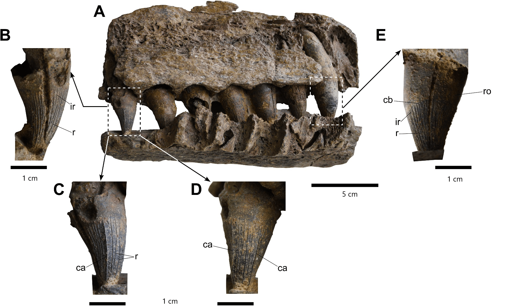 En este momento estás viendo <i>Boyacasaurus sumercei</i>, un nuevo pliosaurio de los mares cretácicos colombianos