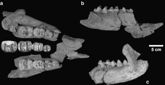 Rama mandibular incluyendo molares y premolares del holotipo de Omanitherium dhofarensis. a) Vista oclusal; b) vista lateral derecha y c) vista lateral izquierda. Tomado de Seiffert et al. (2012).