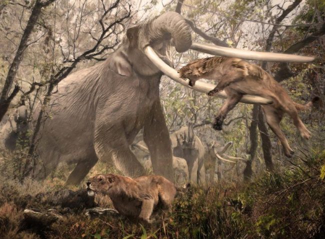Anancus manteniendo a raya al dientes de sable Machairodus, Mioceno tardío de Bulgaria. Créditos Velizar Simeonovski