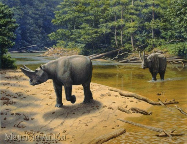 Arsinoitherium. Eoceno tardío -  Oligoceno del Norte de Africa. Créditos Mauricio Antón