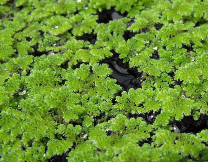 Azolla filiculoides en el edificio botánico en Balboa Park en San Diego, California, Estados Unidos.