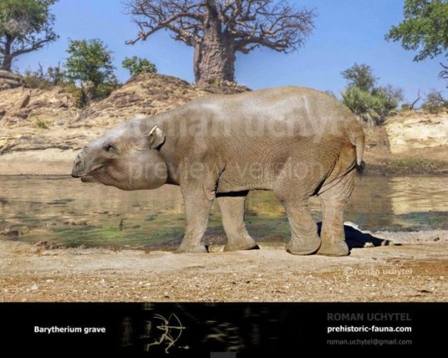 Barytherium grave.  Eoceno tardío - Oligoceno temprano del Norte de África (37-35 Ma). Créditos Roman Uchytel