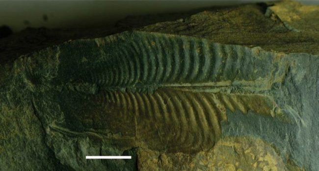 Bivalvo Orthonata undulata del Grupo Farallones Escala 1 cm. Tomado de Moreno et al. (2020).