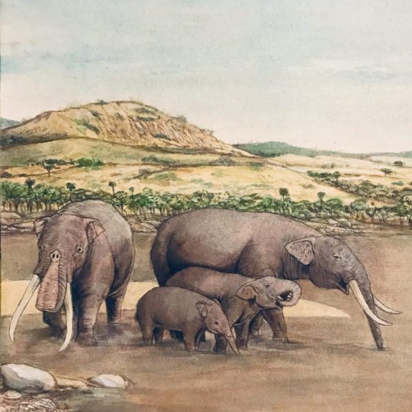 Dos hembras de Notiomastodon con sus crías sacian su sed en las aguas del río Magdalena durante el Pleistoceno tardío. Créditos Andrés Chaparro