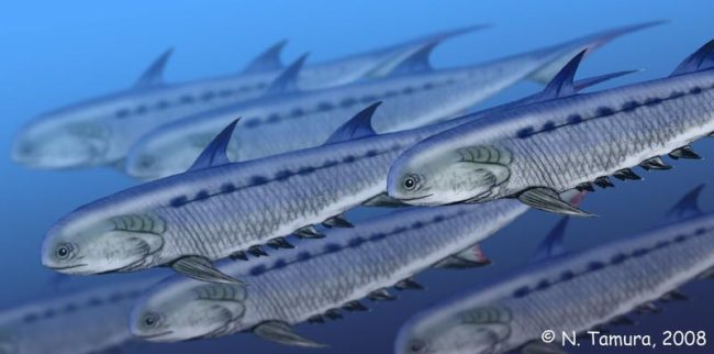 Cardumen de acantodios de la especie Climatius reticulatus del Devónico temprano de Escocia. Créditos Nobu Tamura