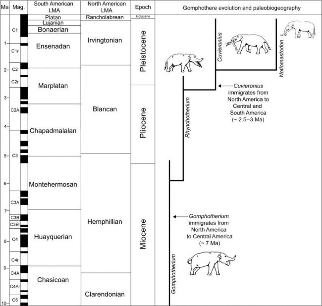 Correlación de las "edades" de los mamíferos terrestres de Norte y Suramérica mostrando la distribución temporal de eventos clave en la evolución y la paleobiogeografía de los proboscídeos sudamericanos. Tomado de Lucas (2013)