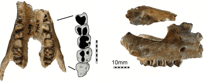 Fragmentos del cráneo y dentición superior de Eritherium azzouzorum. Tomado de Gheerbrant, E. (2009).