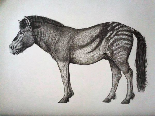 Equus neogeus. Créditos Filipe Bernardo