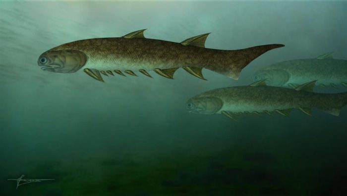 Euthacanthus, Devónico temprano de Escocia. Créditos Mikhail Tikhonov
