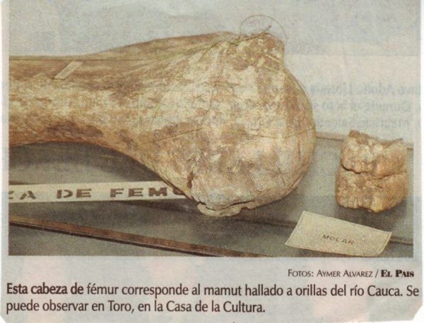 Recorte de prensa del periódico El País publicada en los años 90's mostrando los restos del mastodonte de Toro expuestos en la Casa de la Cultura de ese municipio.  ©Titanoboaforest