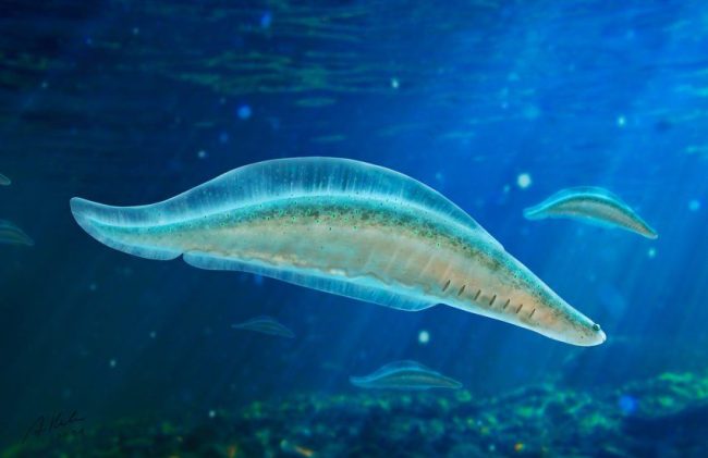 Haikouichthys, Cámbrico temprano de China. Créditos Agnieszka Kapuścińska