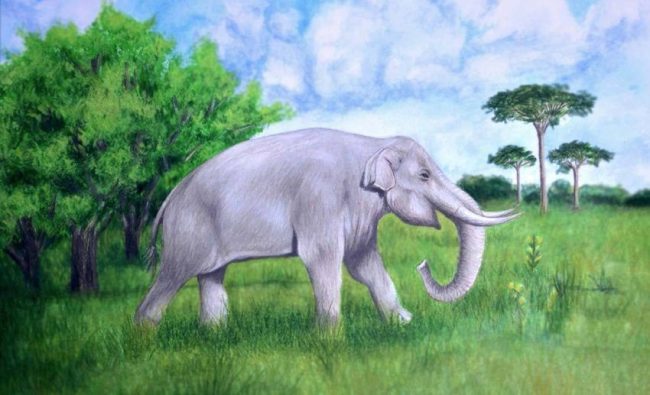 Notiomastodon platensis en el bosque seco tropical del Valle del Cauca durante el Pleistoceno tardío - Holoceno temprano. Créditos Jacobo Sabogal. Tomado de Pelegrin & Sabogal (2019)