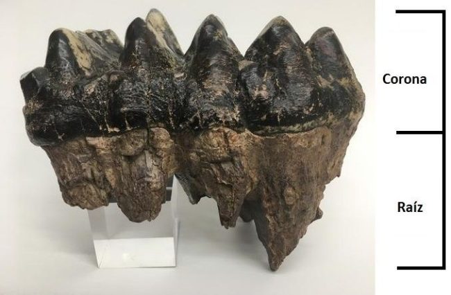 Mammut americanum