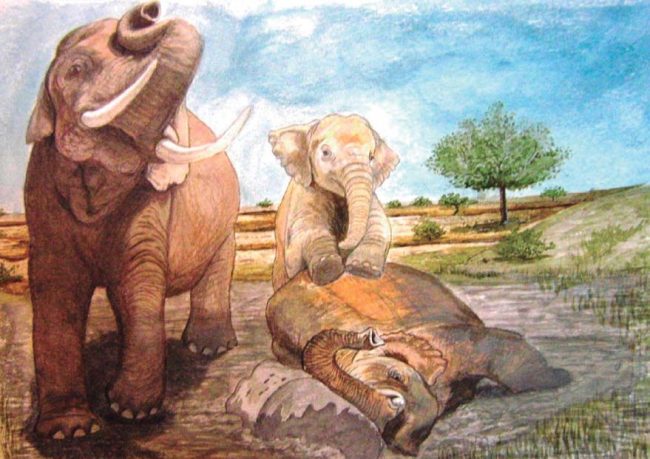 Mastodontes de Pubenza. Créditos Marie Joelle Giraud. Tomado de González (2019) - ©SGC