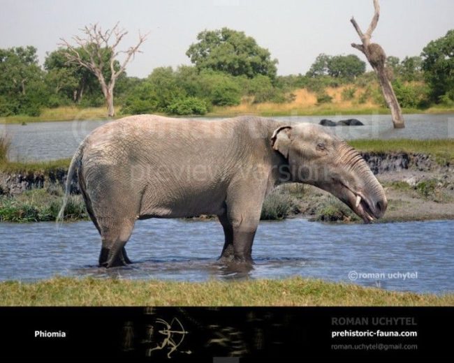 Phiomia. Eoceno tardío - Oligoceno temprano del Norte de África (37-30 Ma). Créditos Roman Uchytel
