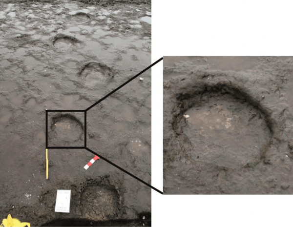 Rastro de huellas asignadas al icnogénero Proboscipeda cf. australis en el área de Punta Pelluco, Chile. Tomado de Campos y colaboradores (2022)