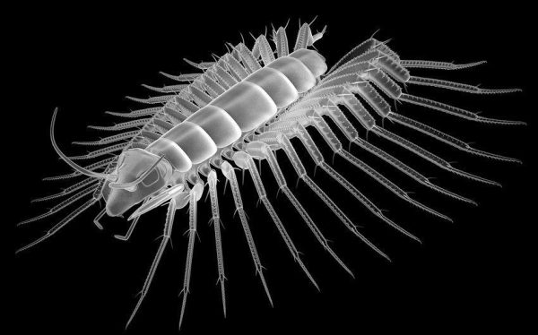 Reinterpretación especulativa de Rhyniognatha. Tomado de Haug & Haug (2017).