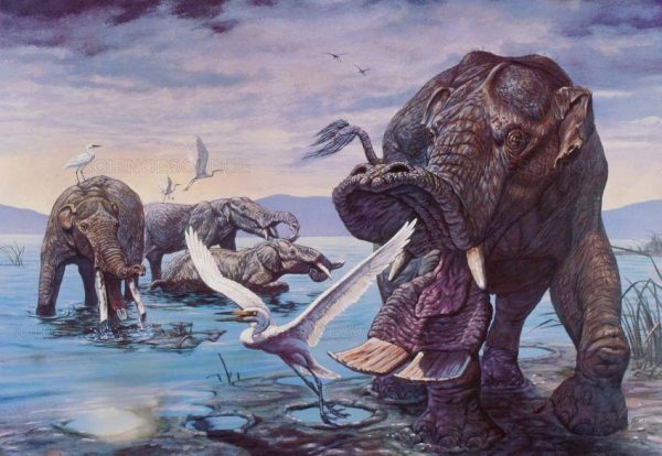 Representantes de la familia Amebelodontidae: Amebelodon (izq.), Torynobelodon (centro) y Platybelodon (der.) en un pantano durante el Mioceno en algún lugar de Asia. Créditos Mark Hallett