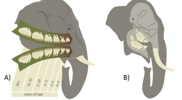 Secuencia de reemplazo de dientes en elefantes de acuerdo a la edad, indicando: A) la progresión de los seis molares en un elefante africano, B) la ubicación de los dientes en cierto momento de la secuencia de progresión en los huesos de la mandíbula en un elefante asiático. Modificado de Schiffmann et al. (2019)