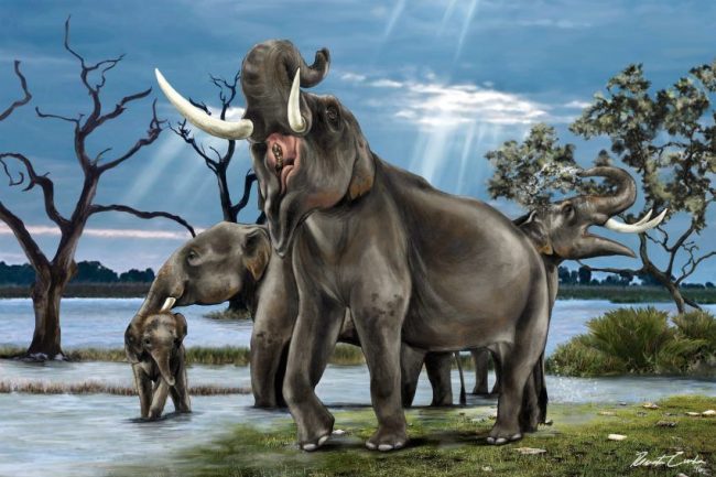 Sinomammut el mastodonte chino descrito en 2016. Créditos Renata Cunha