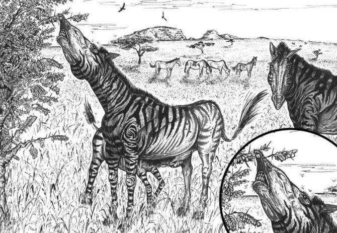 Reconstrucción paleoecológica de los caballos del Pleistoceno de Suramérica. En primer plano se representa la función del labio superior prensil de los hippidiformes mientras ramonean las hojas de los árboles, al fondo una manda de Equus neogeus se alimenta de los pastizales que cubren la sabana. Tomado de Bernardes y colaboradores (2013).