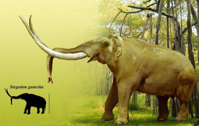 Stegodon ganesha. Plioceno-Pleistoceno de India y Pakistan. Créditos Oleg Martsun