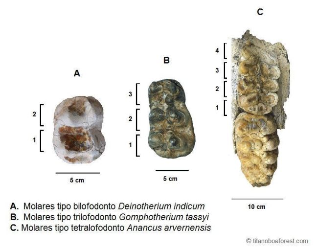 Tipos de moalres lofodontos - © titanoboaforest
