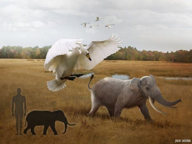 Un gigantesco cisne siciliano (Cygnus falconeri) persigue a un macho adulto de Palaeoloxodon falconeri durante el Pleistoceno medio de Sicilia. Créditos Julio Lacerda