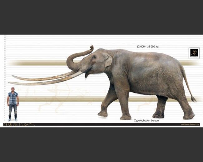 Zygolophodon borsoni, un mamútido de grandes dimensiones que con una altura de entre 3,9 y 4,1 m, una longitud de 6,5 m y un peso de entre 14 y 16 toneladas está entre los mayores mamíferos terrestres de todos los tiempos. El género fue muy abundante durante el Neógeno y tuvo una amplia distribución geográfica que abarcó África y Eurasia llegando posteriormente a Norteamérica. Créditos Roman Uchytel
