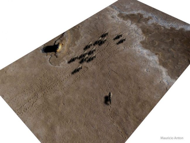 Simulación del paso de la manada y de un macho adulto de Stegotetrabelodon en base a los rastros descritos en 2012 (Bibi et al.). Créditos Mauricio Antón