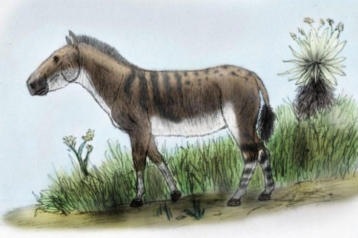Equus neogeus en los andes de Colombia. Créditos Julián Bayona