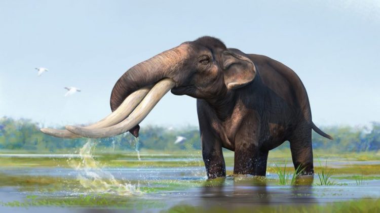 Stegodon zdanskyi. Créditos Lucas Lima